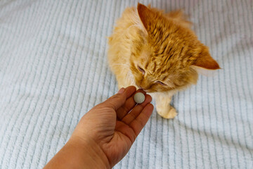 Ginger cat getting a pill from female hand. Concept of taking medicines or vitamins for animals,...