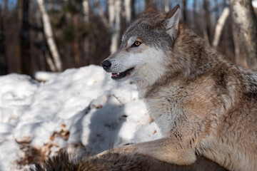 Grey Wolf (Canis lupus) Paws Over Back of Second Wolf Winter
