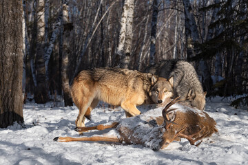 Grey Wolf (Canis lupus) Looks Up With Mouthful of Deer Hide Winter