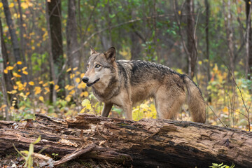 Grey Wolf (Canis lupus) Looks Over Top of Log Autumn