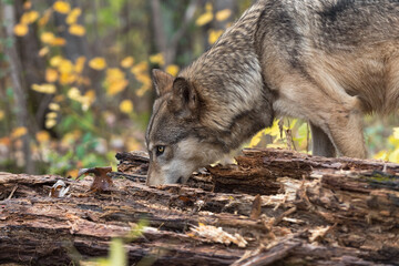 Grey Wolf (Canis lupus) Sniffs at Log Eyes Up Autumn