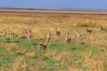 Herd of Thomson's gazelle (Eudorcas thomsonii) in Serengeti National Park in Tanzania. Wildlife of Africa