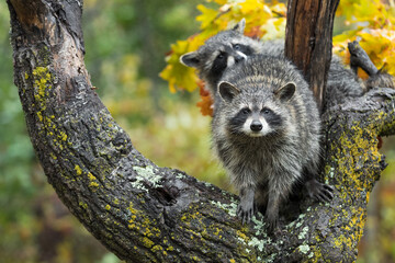 Two Raccoons (Procyon lotor) Look Out From Tree Autumn