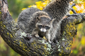 Raccoon (Procyon lotor) Looks Down From Tree Autumn