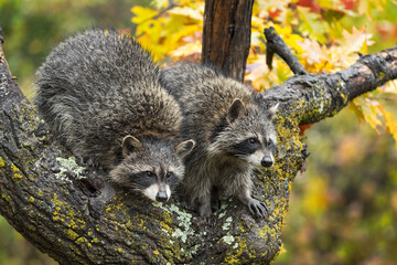 Two Raccoons (Procyon lotor) Side By Side in Tree Autumn © geoffkuchera