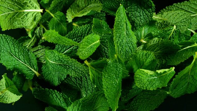 Fresh green mint leaves explosion on a black background. Filmed on high speed cinematic camera at 1000 fps.