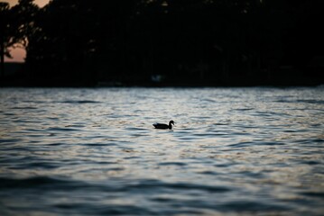 Silhouette of a lonely duck swimming in beautiful Greenwood lake in South Carolina - obrazy, fototapety, plakaty
