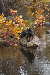Silver Fox (Vulpes vulpes) Stands on Rock Turned Left Reflected Autumn