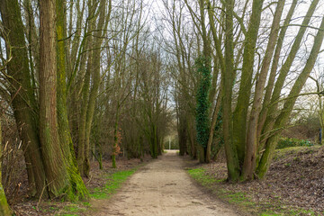 A beautiful tree-lined road and last spring views in a park in Gronau, Germany