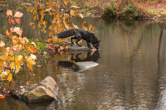 Silver Fox (Vulpes vulpes) Nose to Water Reflected Autumn