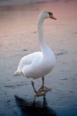 a white swan on a frozen lake at sunset. Winter landscapes. Winter and animals. Frozen lakes 