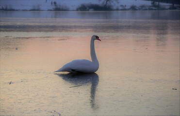 beautiful swan on the frozen lake at sunset. Close-up bird shot.