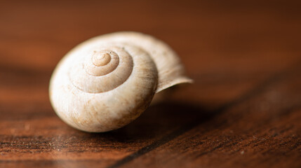 Snail, a small empty snail shell, selective focus.