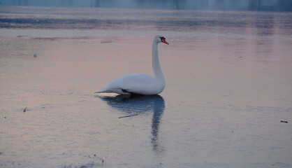 beautiful swan on the frozen lake at sunset. Close-up bird shot.