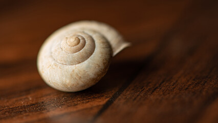 Snail, a small empty snail shell, selective focus.