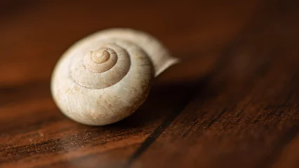 Poster Snail, a small empty snail shell, selective focus. © Milton Buzon