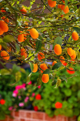 Beautiful Kumquat tree with fruits outdoors, closeup