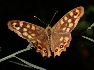 butterfly on a leaf
