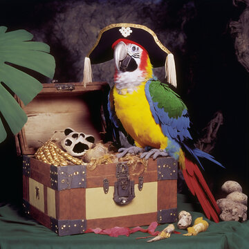 Pirate parrot on a treasure chest