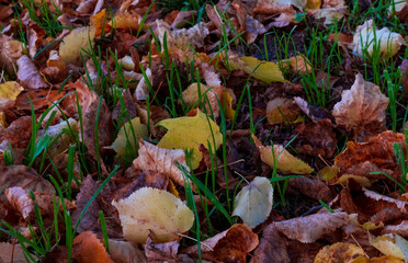 colorful leaves fallen on the grass. Autumn colors and backgrounds.