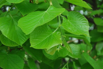 young spring green linden leaves as background