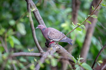 Wild dove known as 