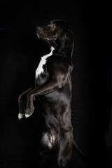 labrador studio portrait