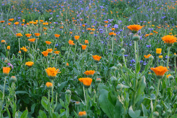 Beautiful vibrant orange marigold flowers (Calendula officinalis) in blurred surroundings of other field blues and oranges. Selective focus. Cultivation of medicinal herbs