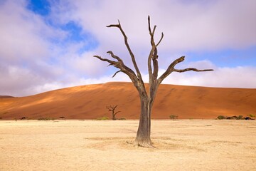 Dead Camelthorn Trees against red dunes and blue sky in Deadvlei, Sossusvlei. Namib-Naukluft National Park, Namibia, Africa