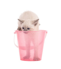 Cute 2 month old Sacred Burma kitten in a pink beach bucket