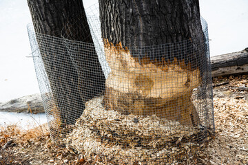 Sign of beaver forgaging on large tree, despite mitigation © Sean