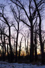 Trees silhouetted by sunset sky