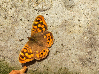 butterfly on a wall