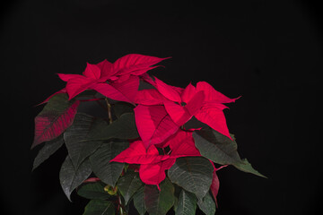 close-up of red flowers on black background.  Chrysanthemum, rose, daisy