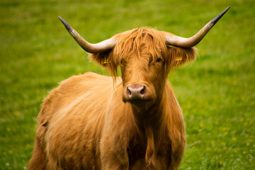 Highland Cow
