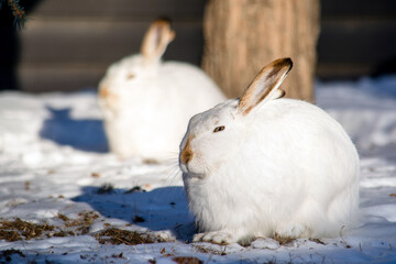 Two white jackrabbits on snow in winter © Sean