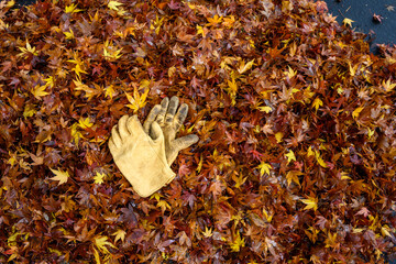 Pair of leather work gloves on a pile of raked up wet maple leaves
