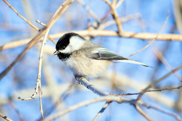 Obraz premium Chickadee on shrub backed by blue sky in winter