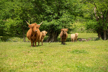 Highland Cows