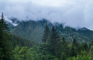 foggy mountains and hills. A photo of a forest shrouded in fog. Camlihemsin, Rize, Turkey