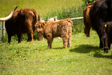 Highland Cow Calf