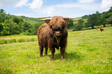 Highland Cow