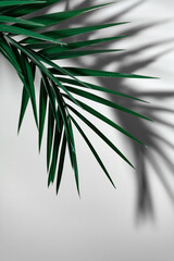 Exotic palm tree leaf and shadow on the grey background. Modern natural design for cards, invitations, covers. 