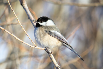 Black-capped chickadee perched on branch in winter