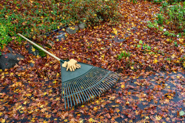 Leather work gloves and plastic rake with lots of wet maple leaves, fall cleanup
