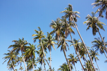 Palm trees against a cloudless blue sky. Palm trunks are arranged diagonally.