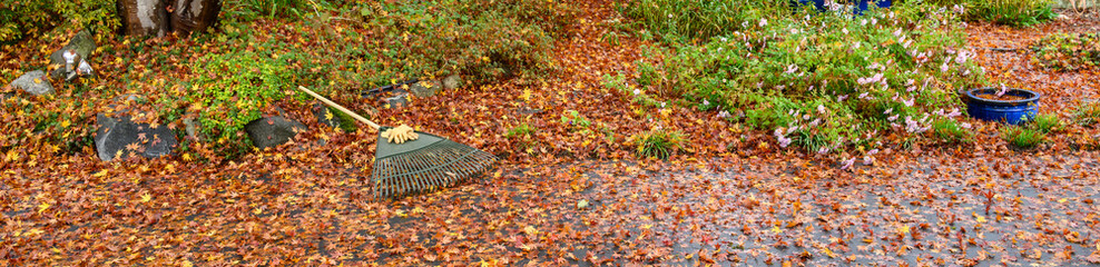 Leather work gloves and plastic rake with lots of wet maple leaves, fall cleanup
