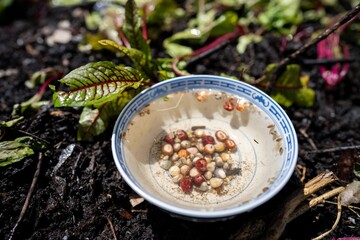 soaking seeds in water getting ready to sow in a garden