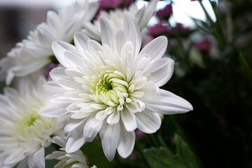 white dhalia flower macro shot.. 