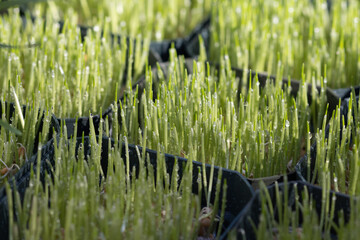 Fresh and micro greens at farmers market